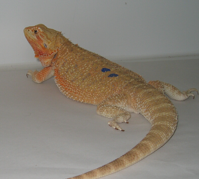 Collection 91+ Images where to buy a german giant bearded dragon Latest