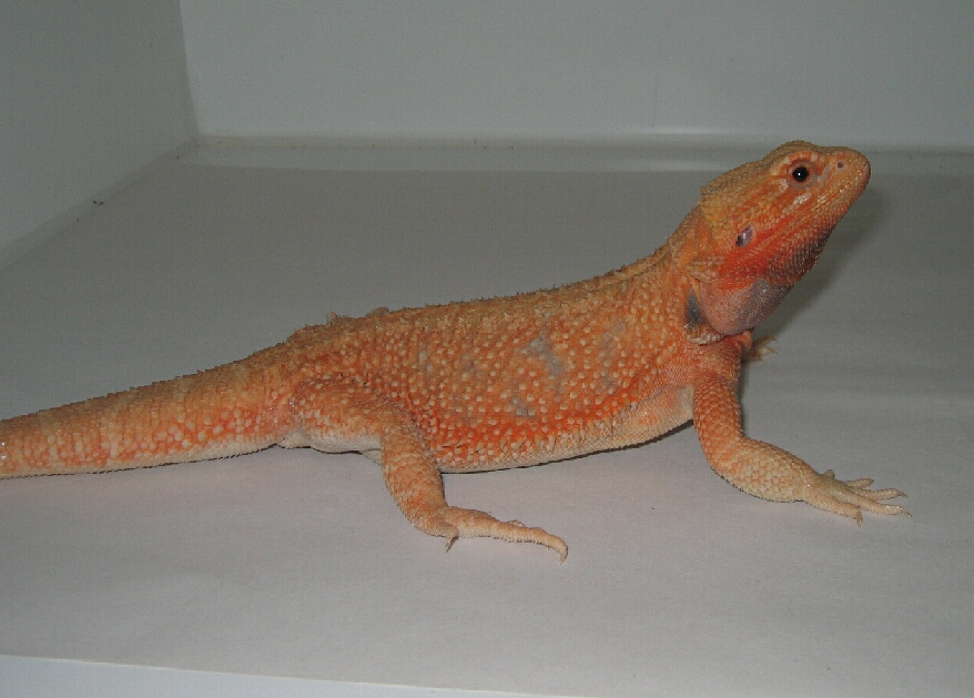 Red/Orange Hypotrans