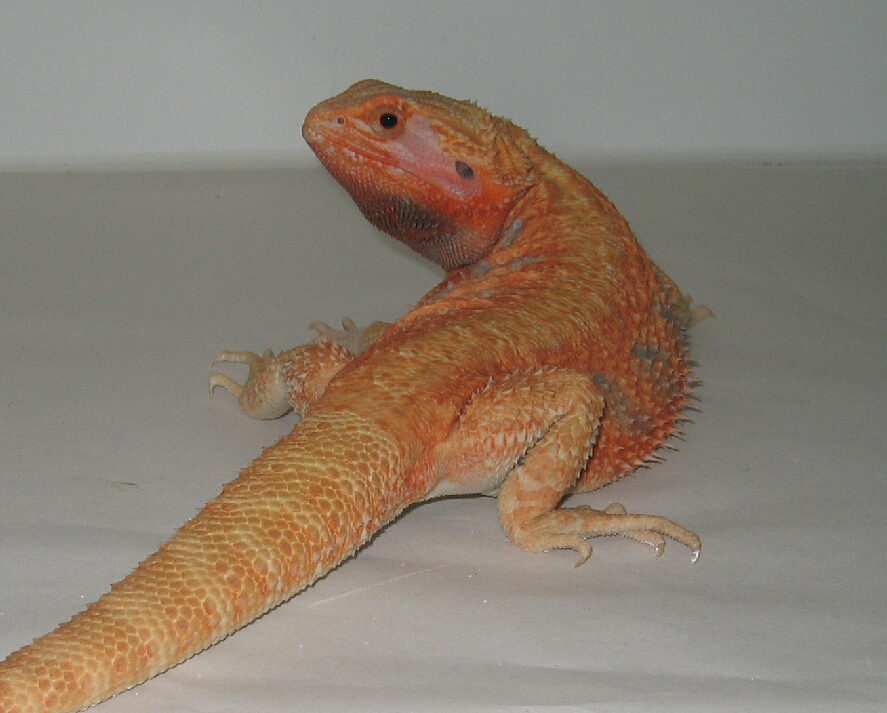 Red/Orange Hypotrans