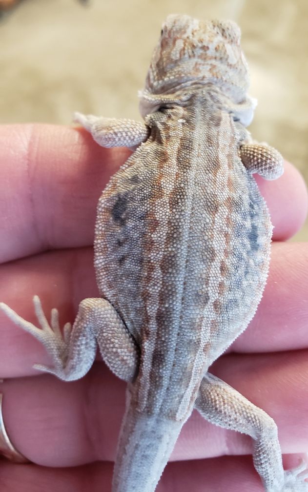lack of pigment