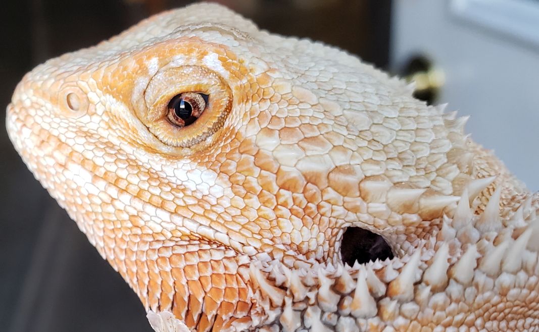 lack of pigment