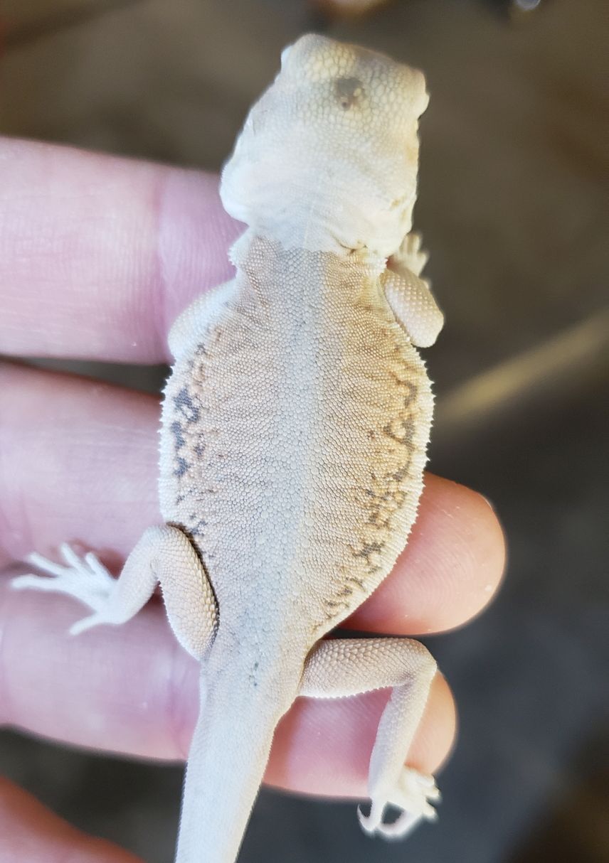 lack of pigment