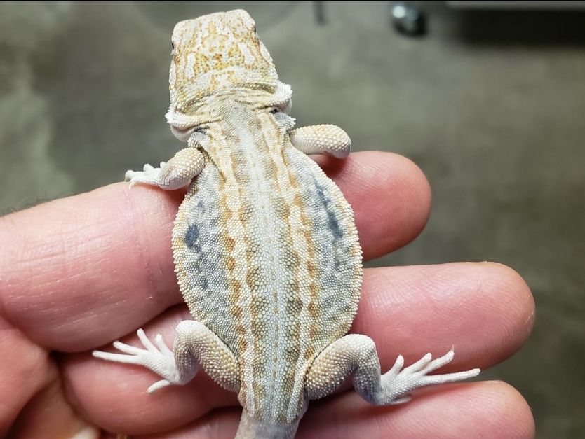 lack of pigment