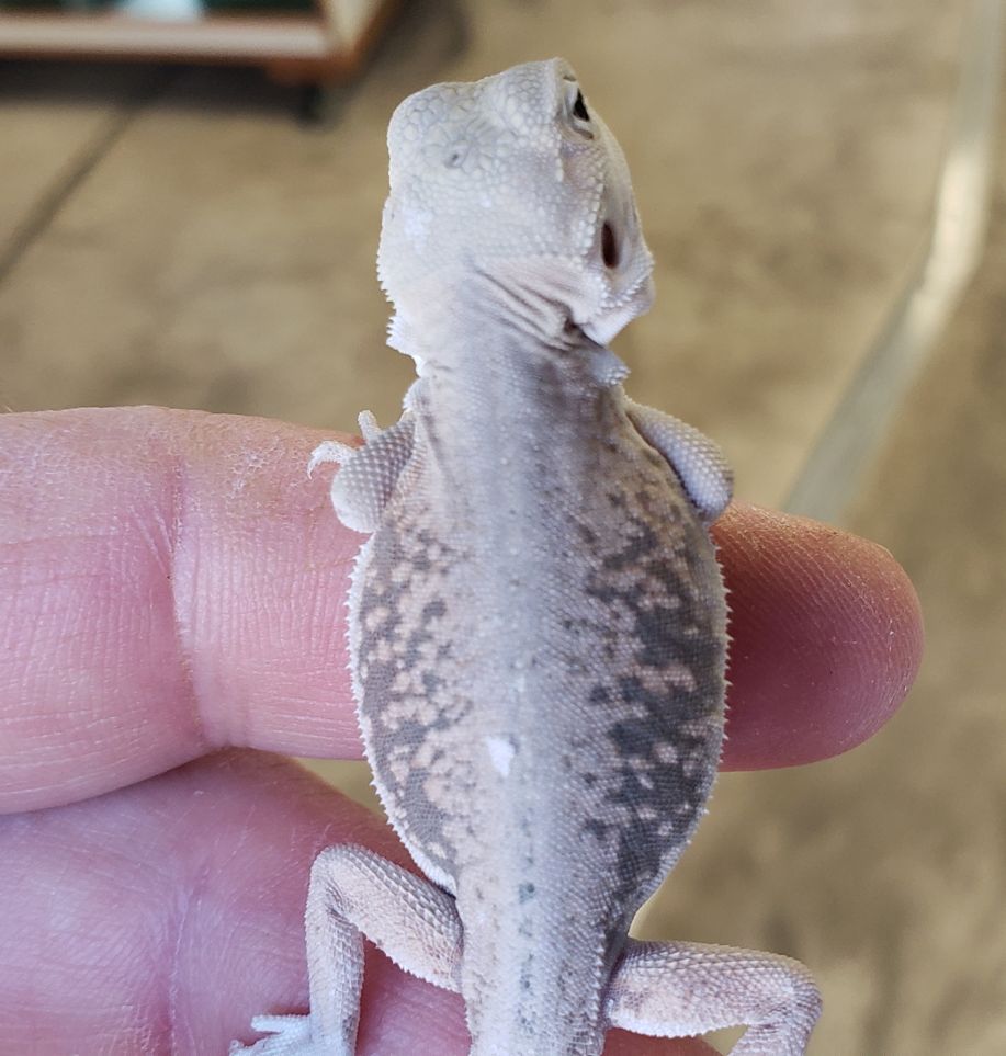 lack of pigment