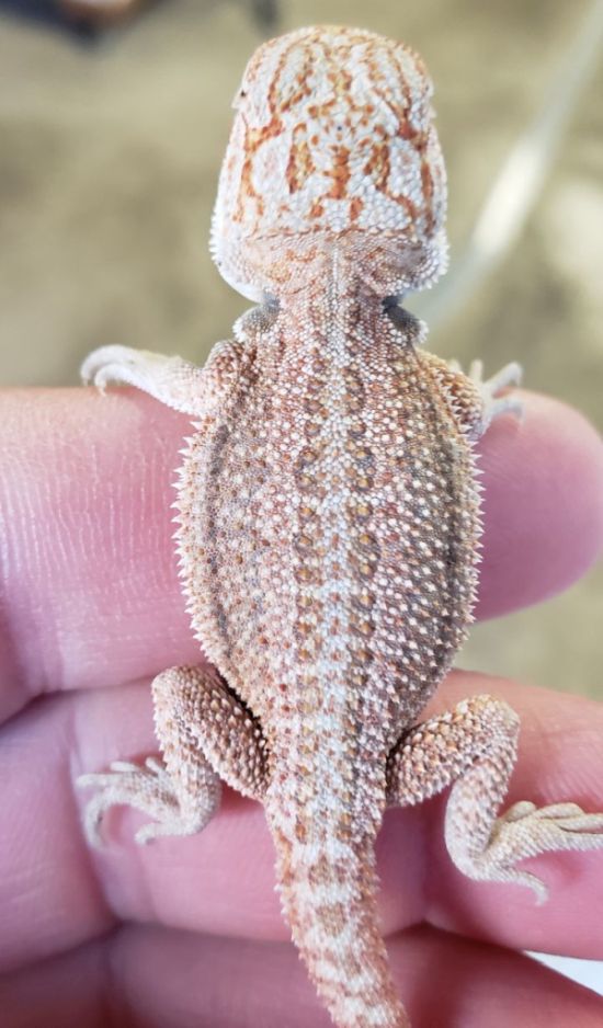 lack of pigment