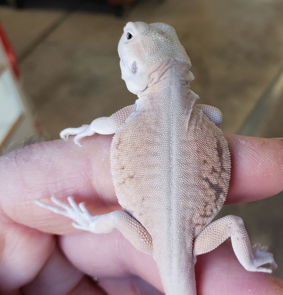 lack of pigment