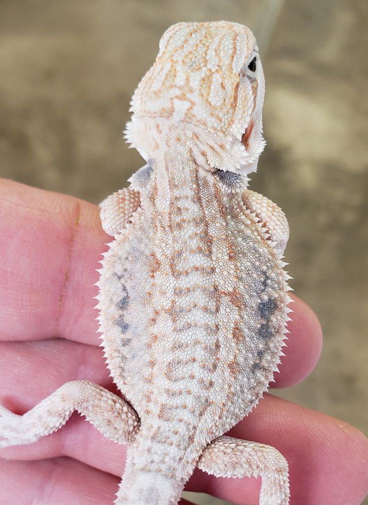 lack of pigment