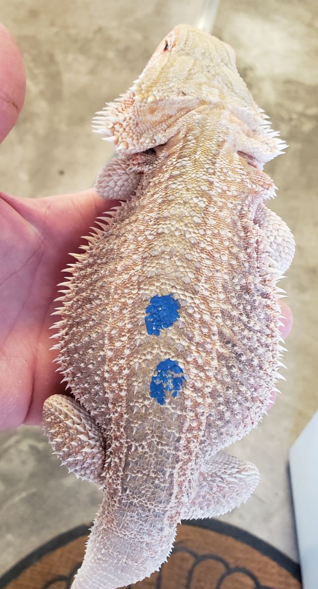 lack of pigment