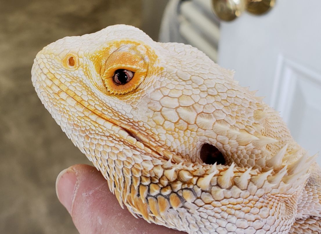 Adult eye