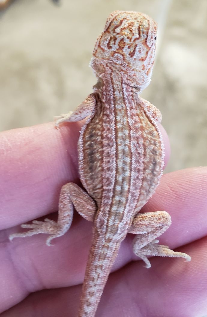 lack of pigment