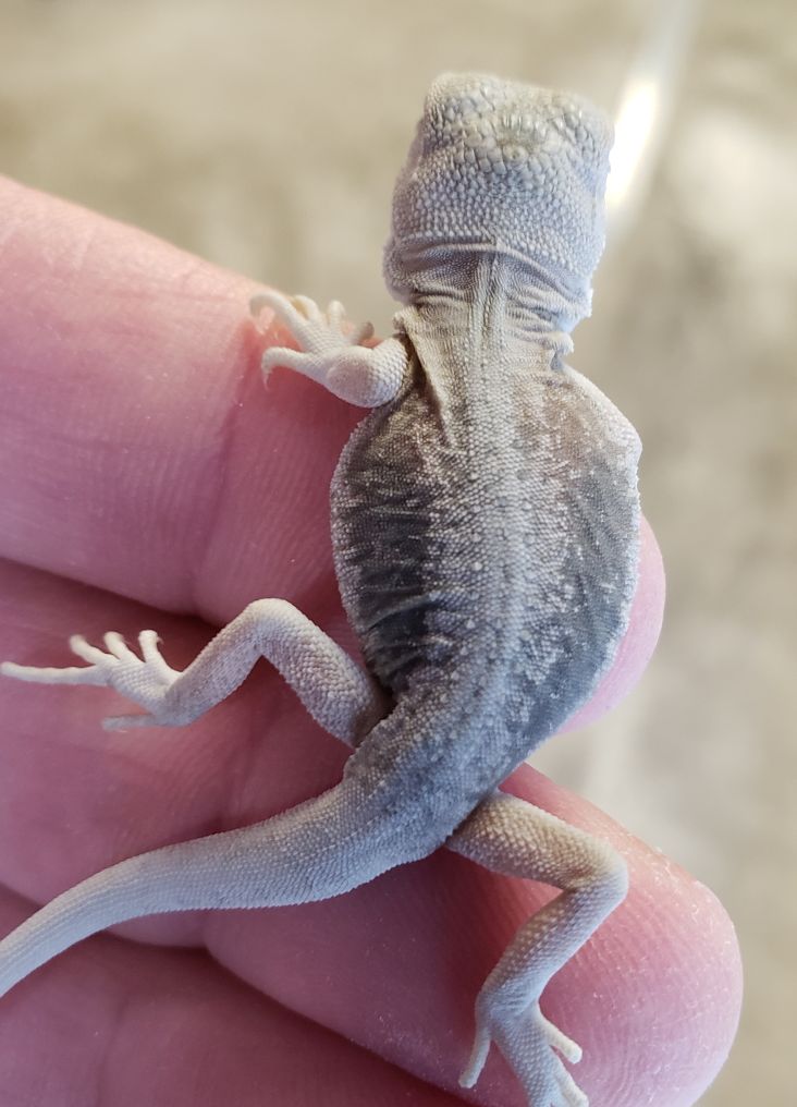lack of pigment