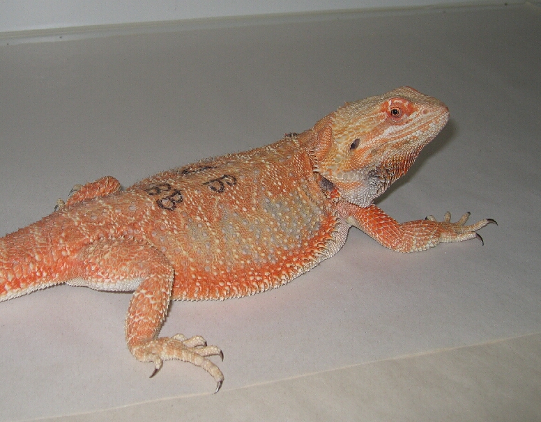 sandfire leatherback bearded dragon