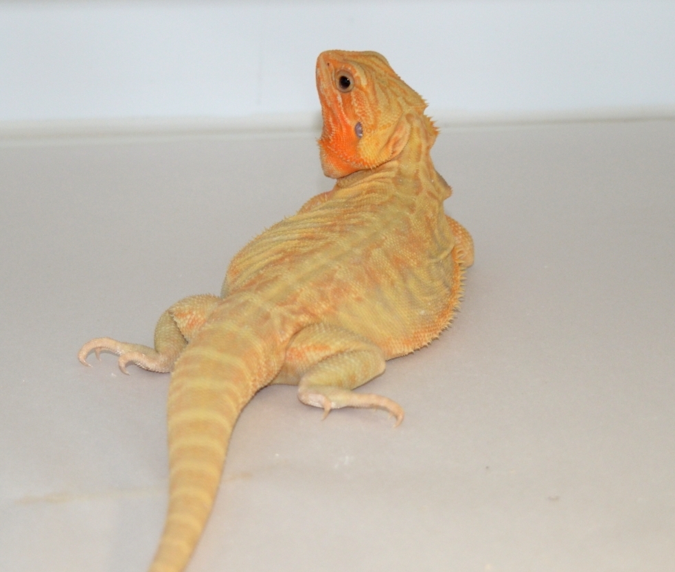 Citrus Leatherback Bearded Dragon Breeder (Stock BDB8)