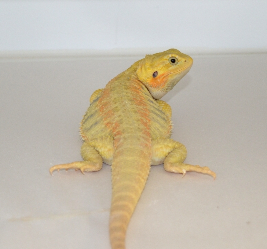 Citrus Leatherback Bearded Dragon Breeder (Stock BDB8)