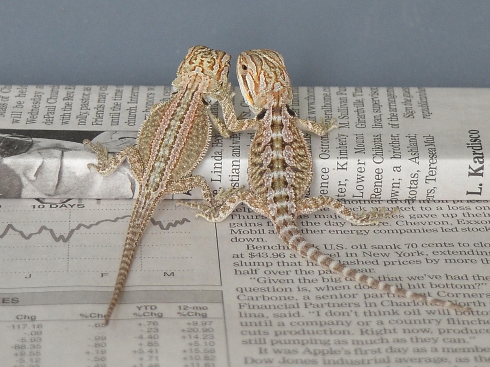 Genetic Stripe Bearded Dragon