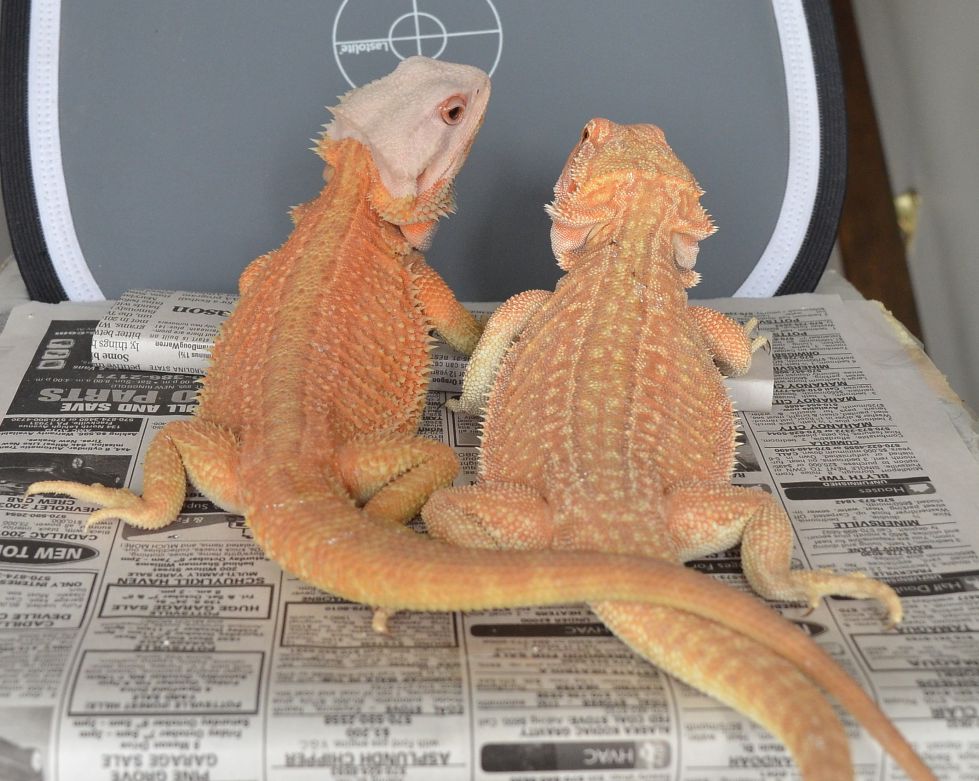 HypoTrans & Leather Genetic Stripe Bearded Dragon.