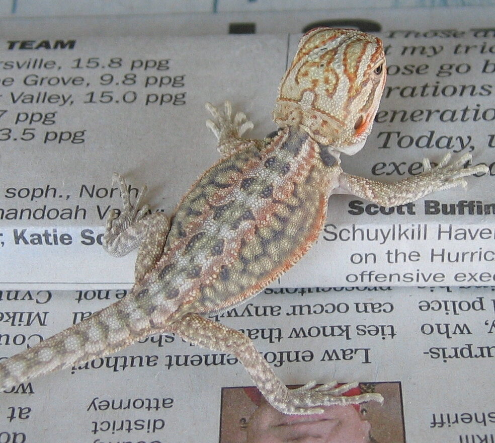 White Hypo Dunner Dragon