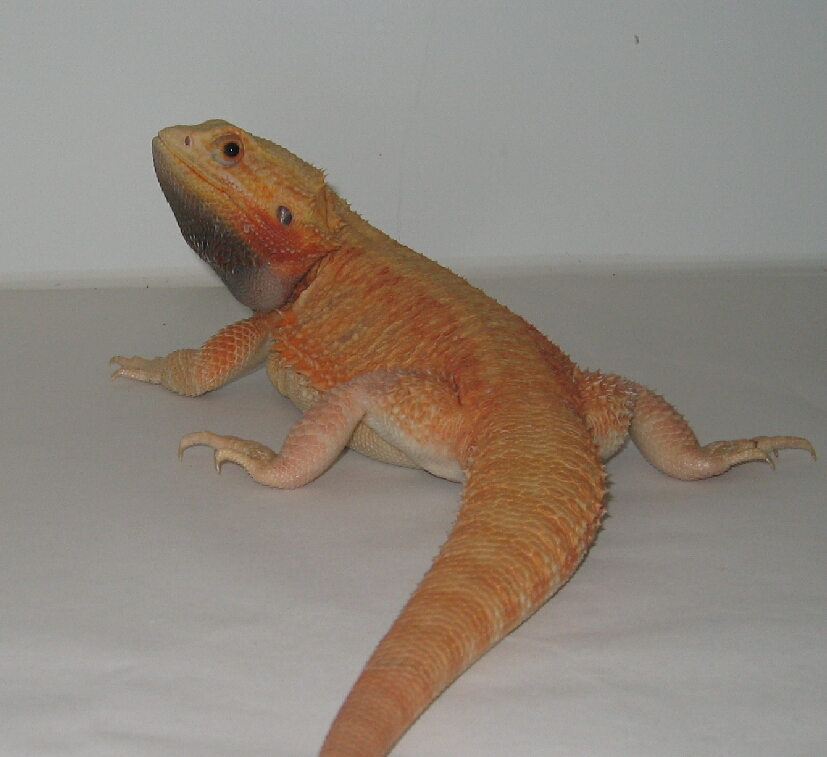 Red/Orange Hypotrans