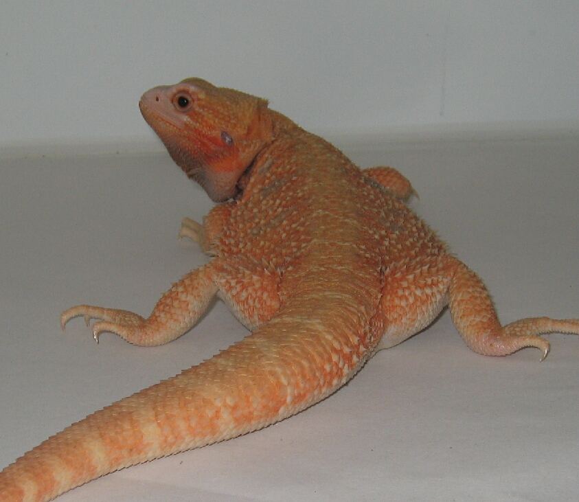 Red/Orange Hypo translucent