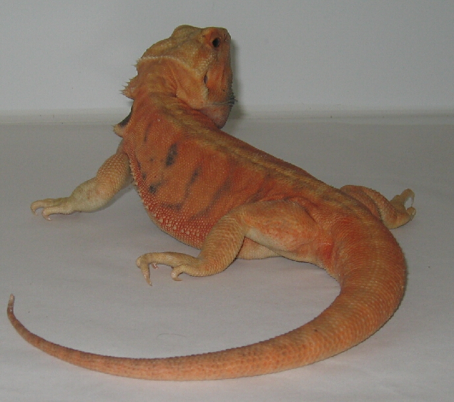 Citrus Leatherback Bearded Dragon Breeder (Stock BDB8)