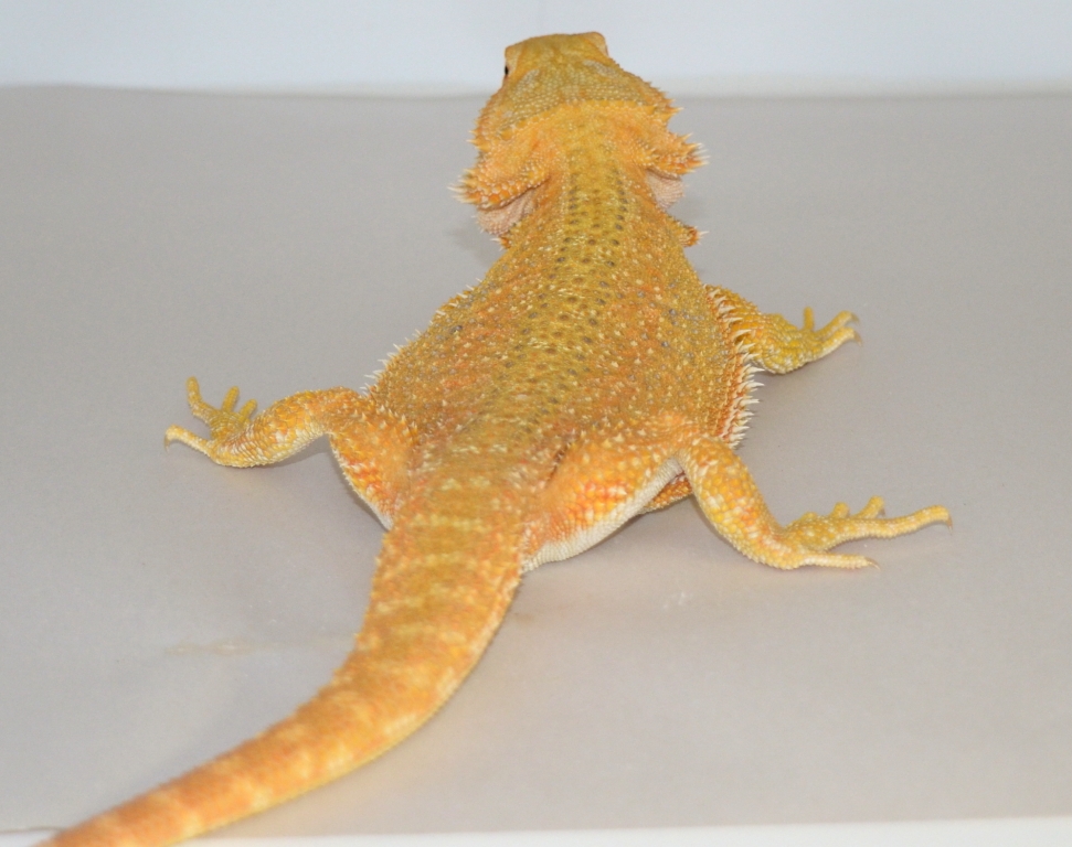 Citrus Bearded Dragon for sale