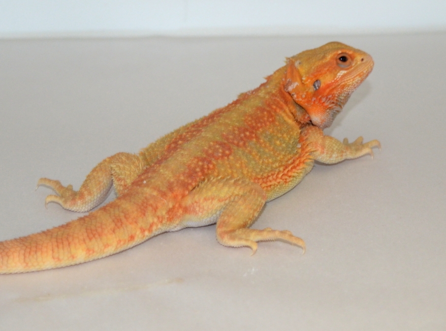 sandfire leatherback bearded dragon