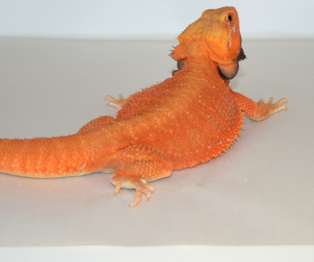 Baby Black and Red Translucent Bearded Dragons for sale