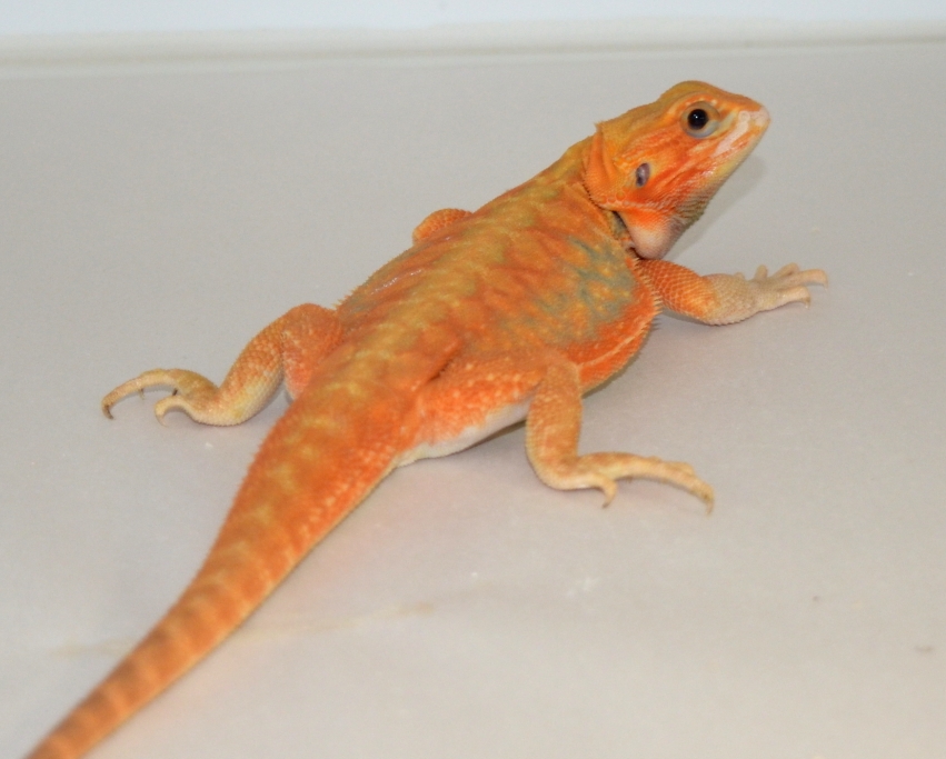 Red/Orange Hypotrans Dunner