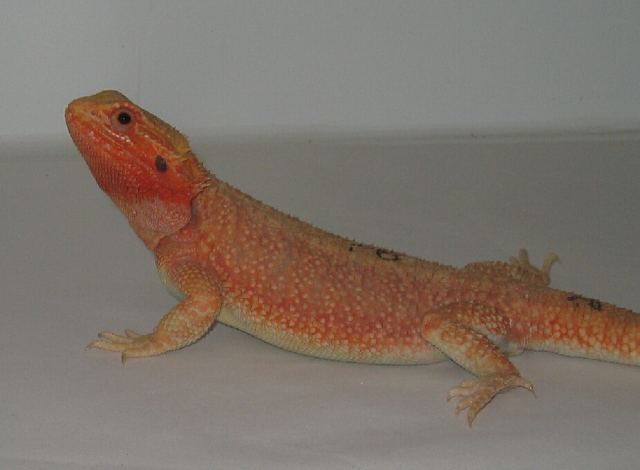 Red/Orange Hypotrans