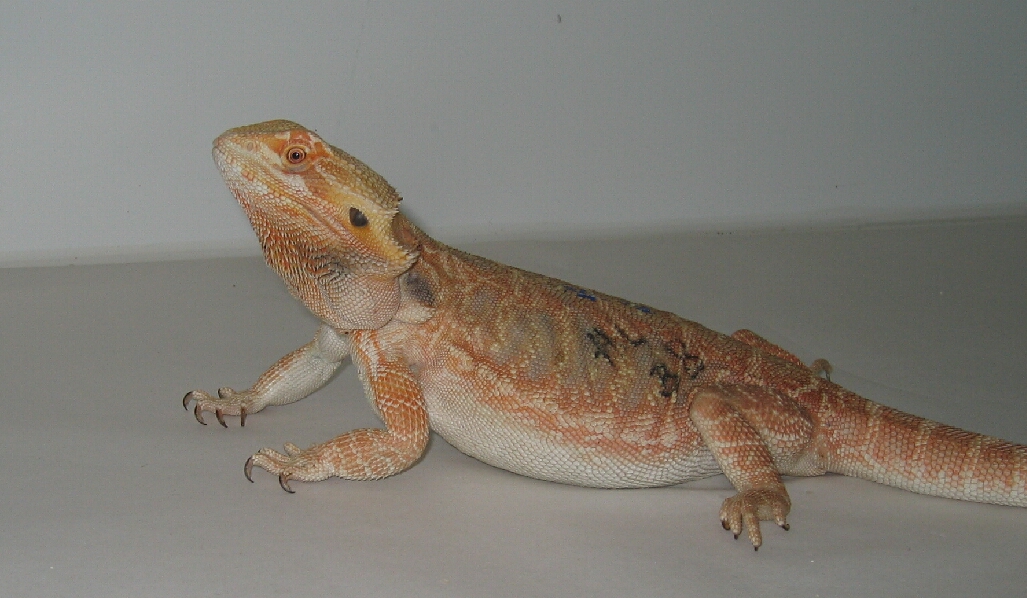 sandfire leatherback bearded dragon