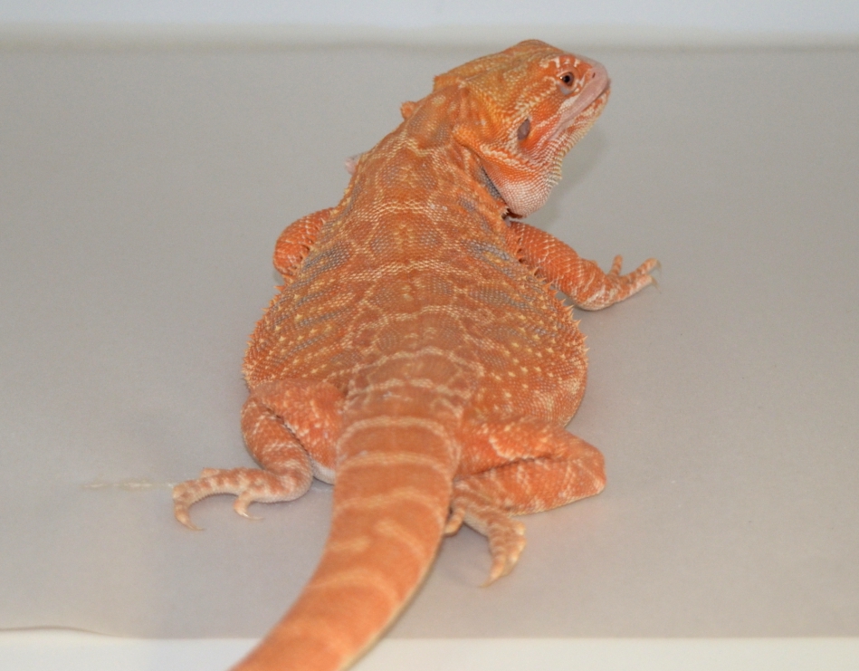 sandfire leatherback bearded dragon