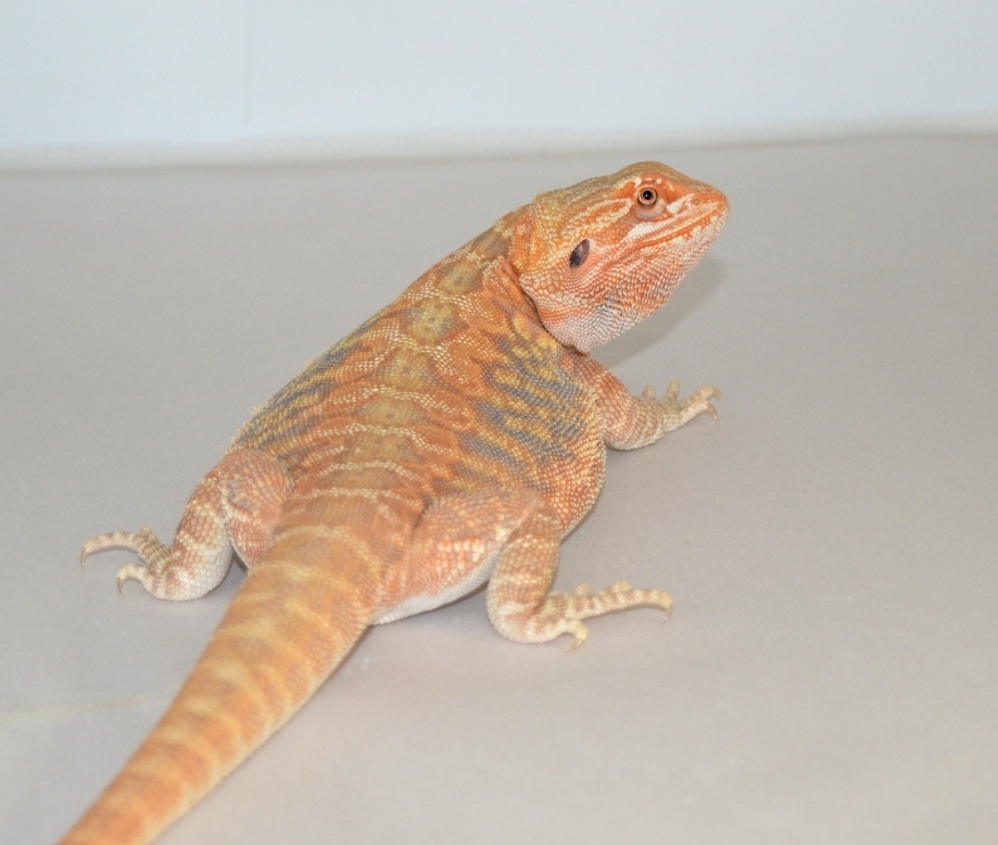 sandfire leatherback bearded dragon