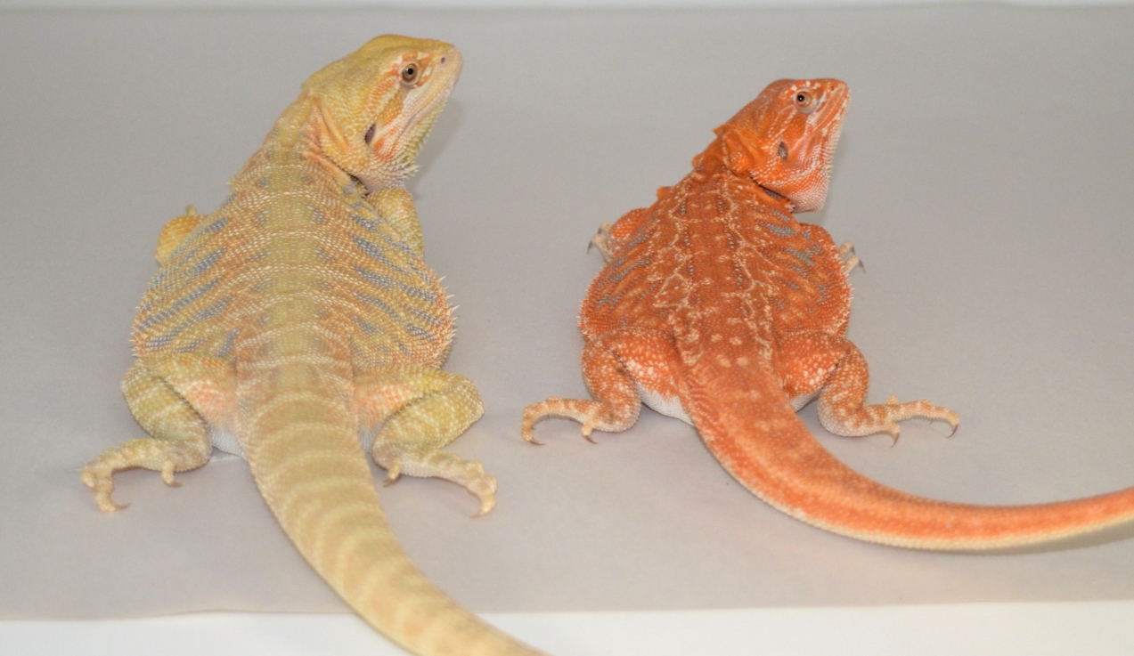 Citrus Bearded Dragon for sale