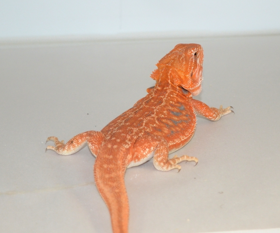 red/orange leatherback dunner