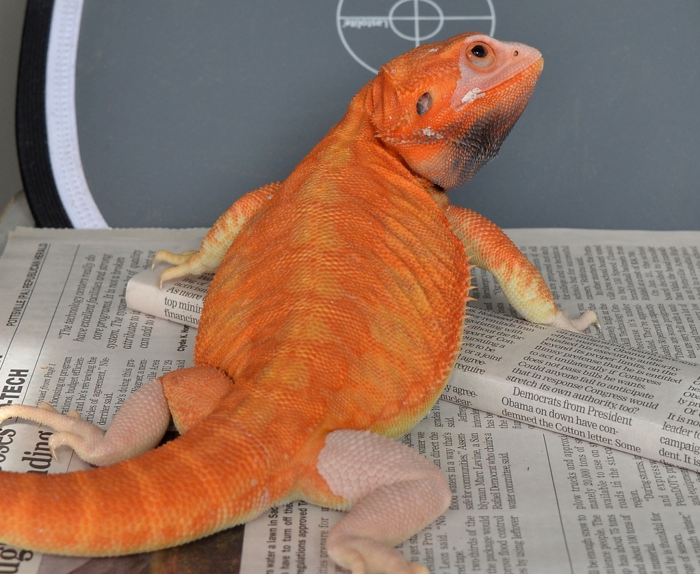 Citrus Bearded Dragon – Reptile Pets Direct