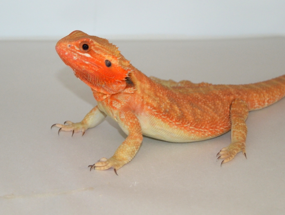 Red/Orange Hypotrans