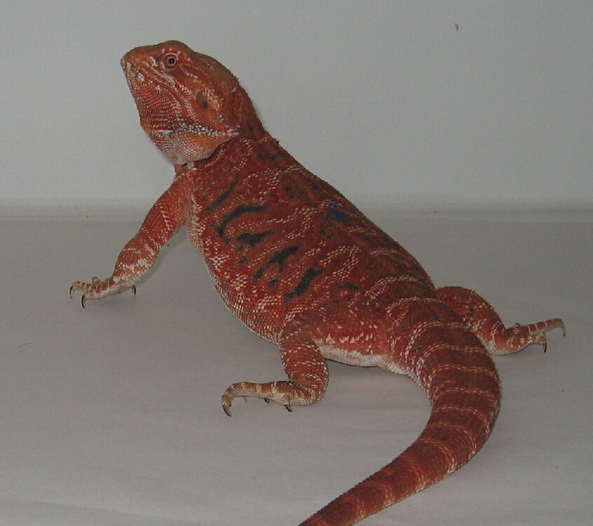 red bearded dragons