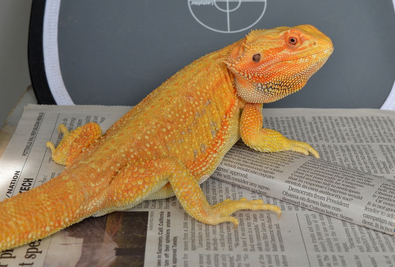 Baby Hypo Leatherback Bearded Dragon For Sale