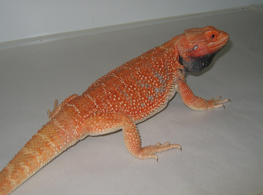 red/orange male