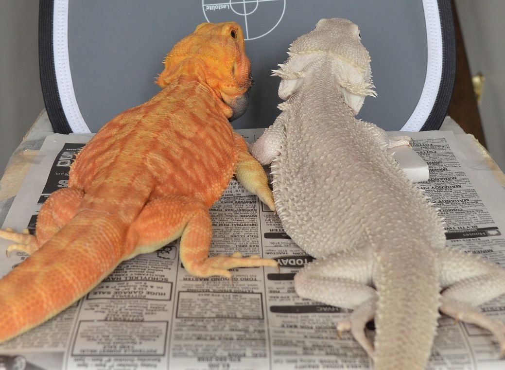 leatherback bearded dragon vs normal