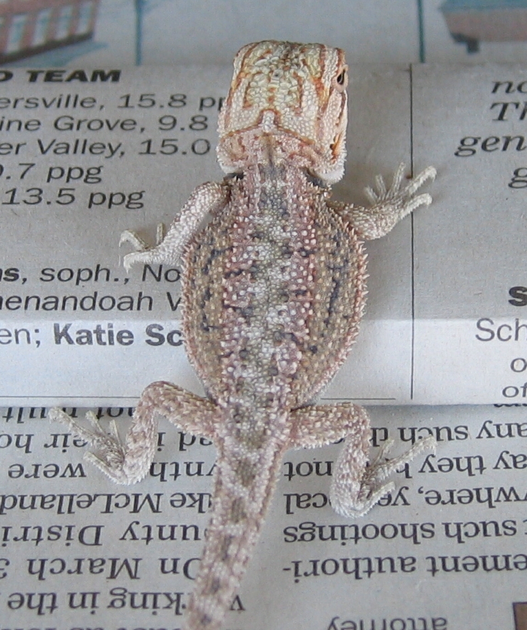 White Hypo Dunner Dragon