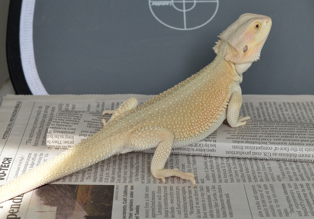 Witblits Bearded Dragon