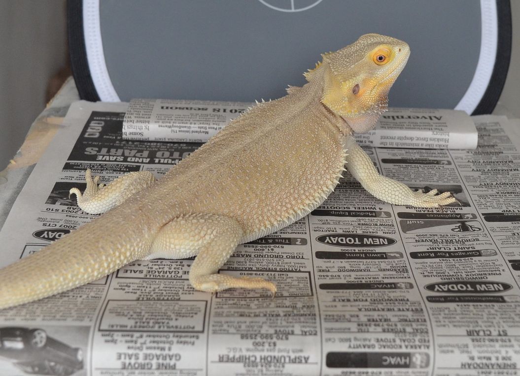 Witblit Female Bearded Dragon