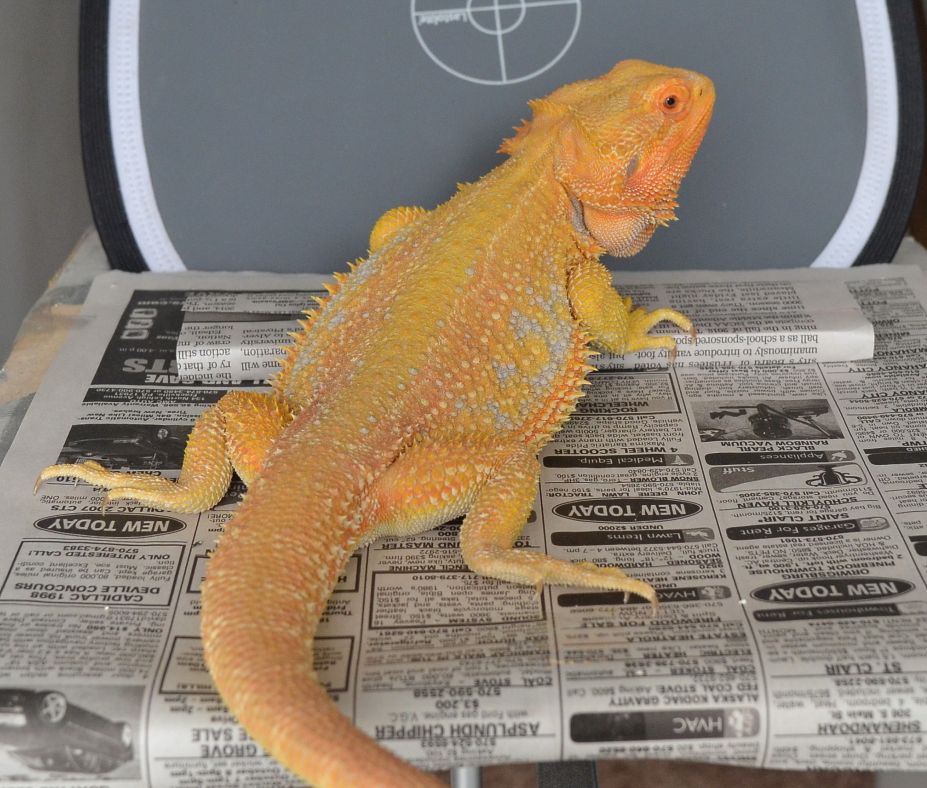 Super Citrus Dunner Bearded Dragon