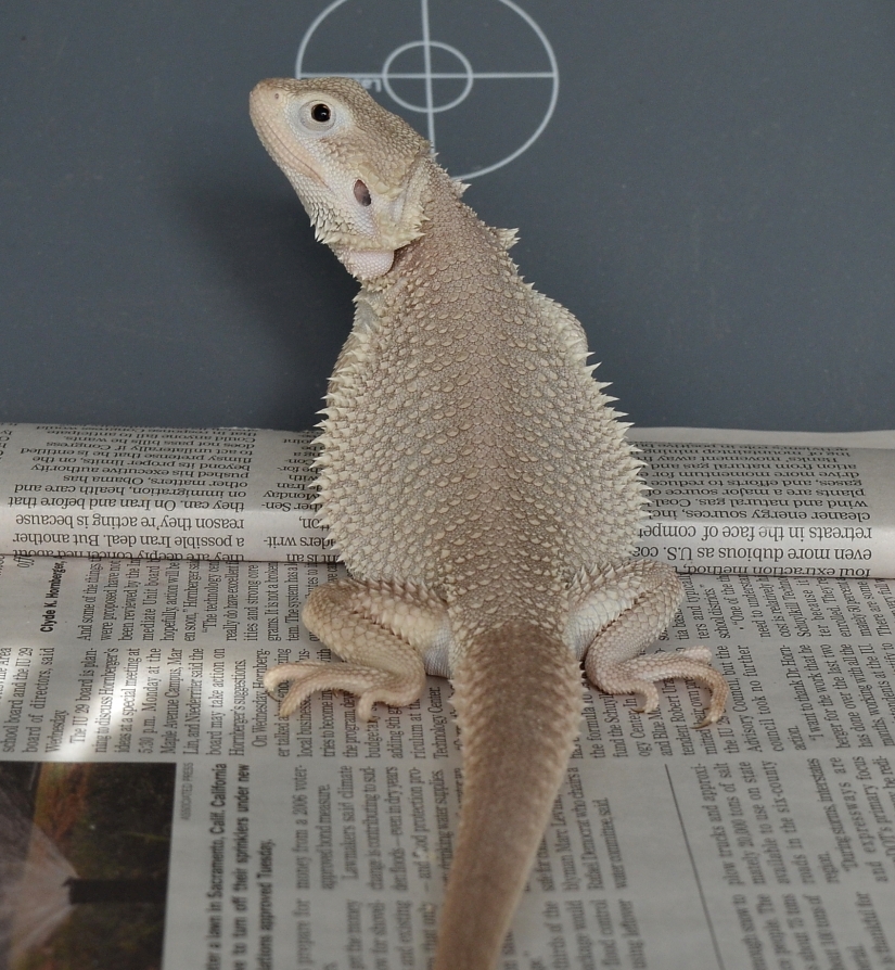 Zero Bearded Dragon