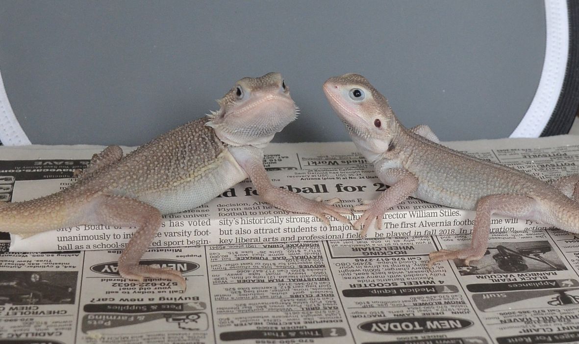 Zero Bearded Dragons