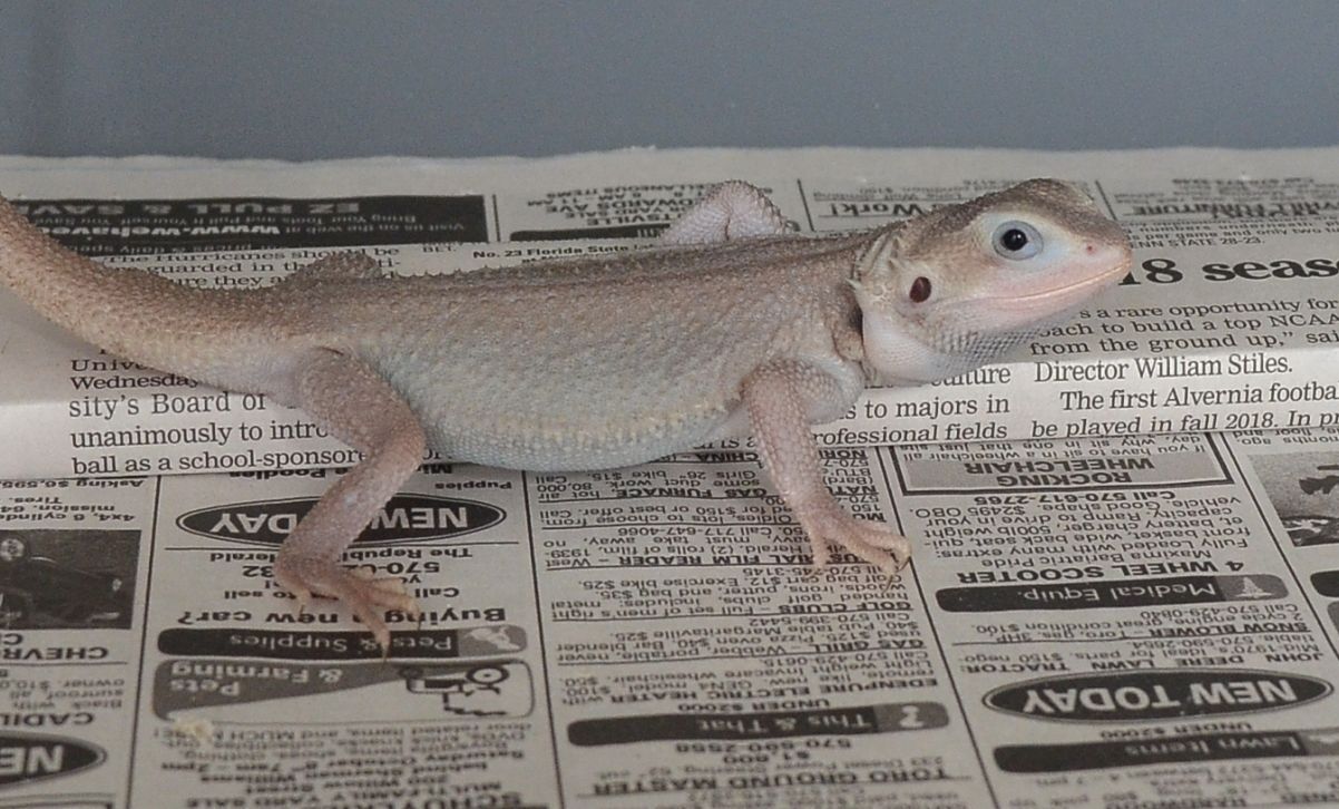 zero bearded dragon for sale florida