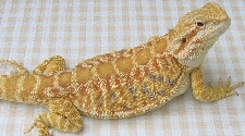 Het Hypomelanistic Leatherback Dragon