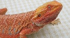 Het Red Hypomelanistic Dragon