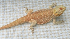 Hypo Het Translucent Bearded Dragon